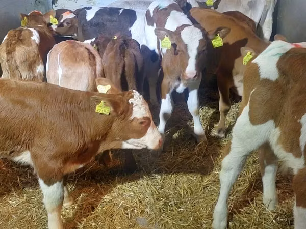 सांड, Simmental cattle