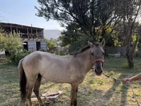 घोड़ा, Tiger horse — फ़ोटो 5