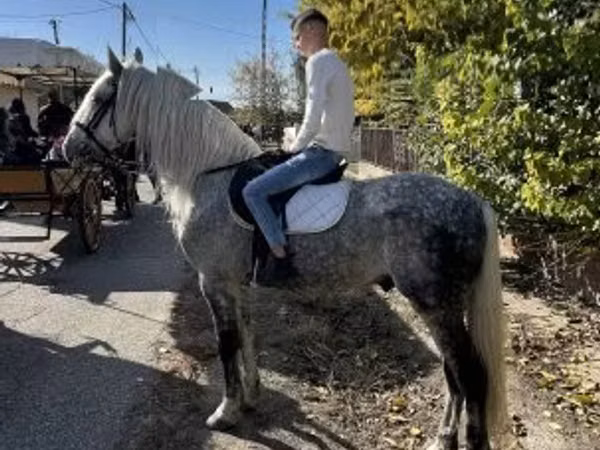 حصان, Andalusian horse