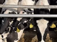 Vaca, Russian Black pied cattle — foto 8