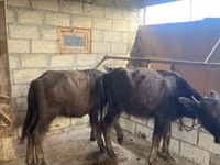Cattle (batch, sex not specified), African Buffalo — photo 2