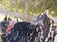 برونز — الصورة 2