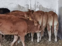Bovinos (lote, sexo no especificado), Ganado vacuno — foto 4