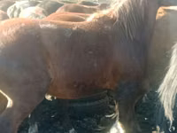 Horse (M), Horses — photo 3