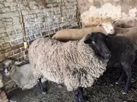 Widder, White Suffolk sheep — Foto 1