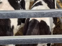 Toro, Russian Black pied cattle — foto 5