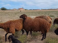 मेढ़ा, Karakul sheep — फ़ोटो 4