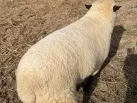 Widder, Hampshire sheep — Foto 2