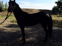Horses (batch, sex not specified), American shetland pony — photo 5
