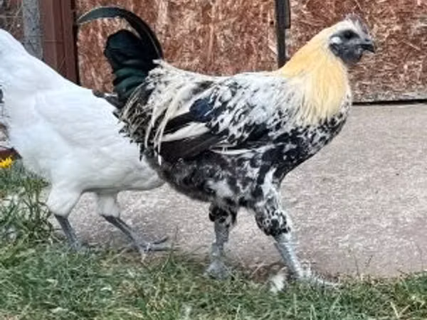 Га Ной