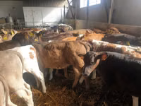 Bulle, Simmental cattle — Foto 4