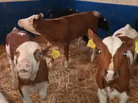 أبقار (دفعة، الجنس غير محدد), Simmental cattle — الصورة 4