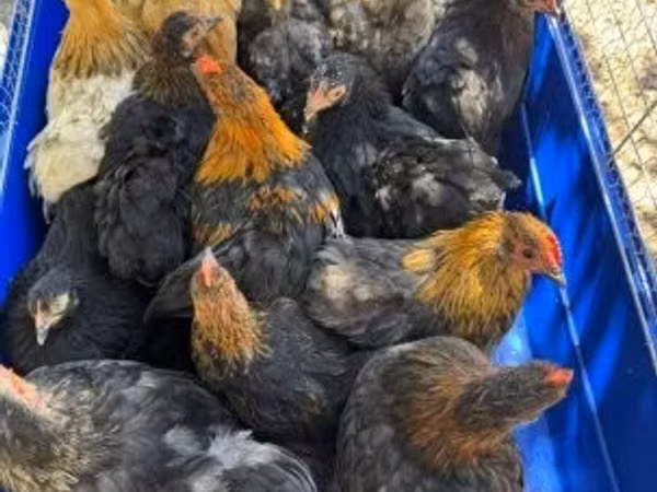 Кохинхин карликовый