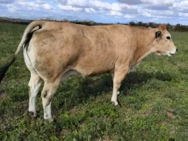 Bulle, Partenaise cattle