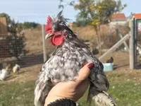 Chickens — Foto 5