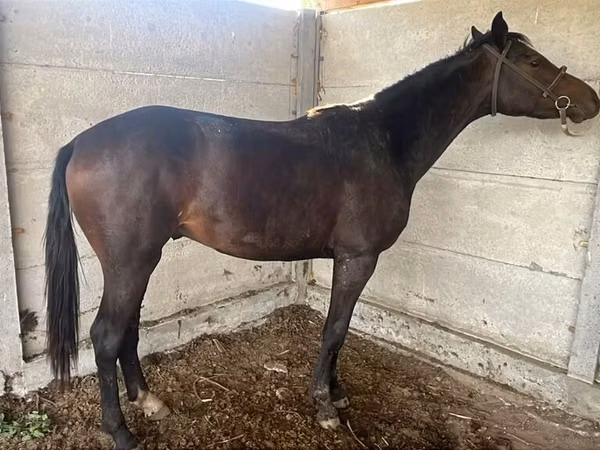 Mare, Friesian sport horse
