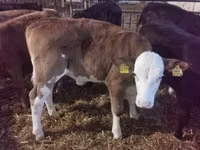 Rinder (Partie, Geschlecht nicht angegeben), Simmental cattle — Foto 1