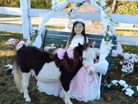 Stute, Miniature horse — Foto 8