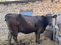 Cow, Swiss cattle — photo 2