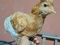 Chickens — الصورة 4