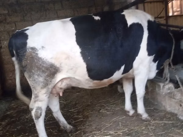 गाय, Russian Black pied cattle