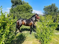 Horse (M), Swedish warmblood horse — photo 4