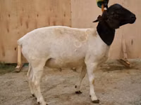Widder, Dorper sheep — Foto 1