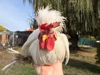 Chickens — Foto 8