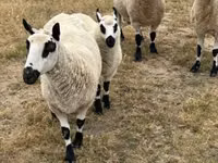 Schaf, Cerry Hill sheep — Foto 5
