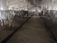 Kuh, Holstein-Rasse — Foto 1