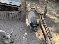 Boar — photo 6
