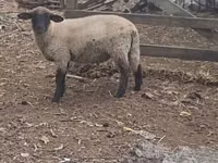 Carnero, White Suffolk sheep — foto 2