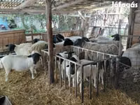 Sheep, Dorper sheep — photo 2