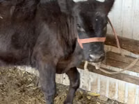 Cow, Aberdeen-Angus — photo 3