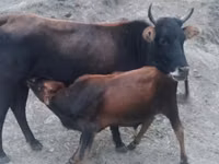 Vaca, Ganado vacuno — foto 1