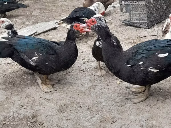 Ducks