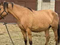 Yegua, Kyrgyz Horse — foto 5