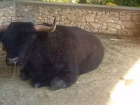 Toro, Highland — foto 6