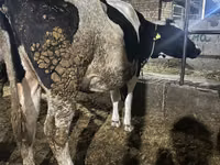 गाय, गोलस्टीन नस्ल — फ़ोटो 2