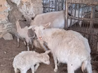 Ziege, Russian White goat — Foto 3