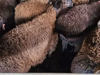 تيس, Boer goat — الصورة 2