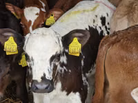 Rinder (Partie, Geschlecht nicht angegeben), Simmental cattle — Foto 4