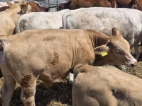 Toro, Vaca Limousin — foto 3