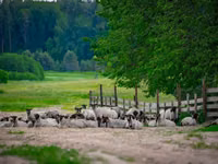 كبش, Romanov sheep — الصورة 1