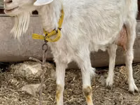 Ziege, Saanen goat — Foto 1
