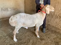 मेढ़ा, Arashan sheep — फ़ोटो 2