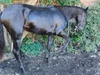 Horse (M), Karachay horse — photo 5