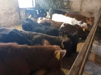 Bovinos (lote, sexo no especificado), Ganado vacuno — foto 3