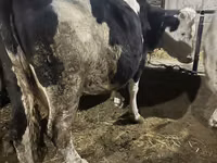 गाय, गोलस्टीन नस्ल — फ़ोटो 6