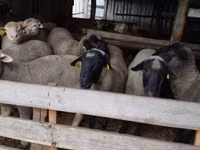 Ram, Ile-de-France sheep — photo 3